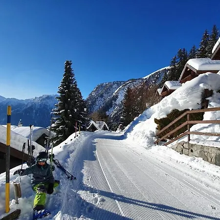 Baumfuchs Direkt An Der Talabfahrt Belalp * Blatten bei Naters