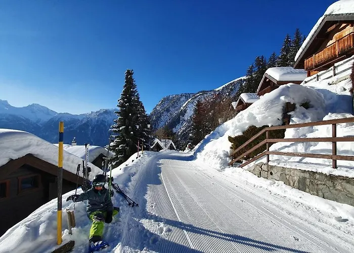 Baumfuchs Direkt An Der Talabfahrt Belalp * Blatten bei Naters